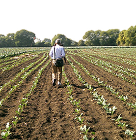 bhanu farms