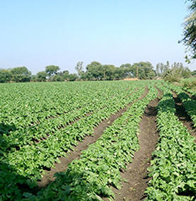 bhanu farms