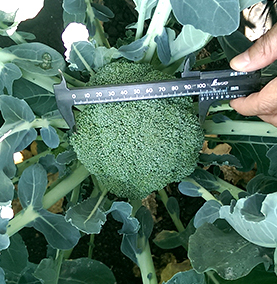 bhanu farms