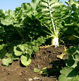 bhanu farms